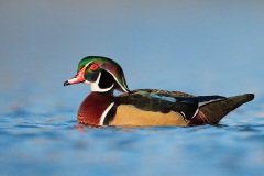 Wood Duck