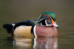 Wood Duck