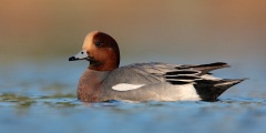 Eurasian Wigeon