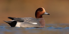 Eurasian Wigeon