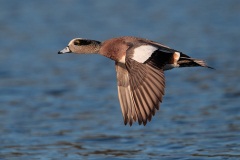 American Wigeon