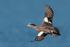 American Wigeon