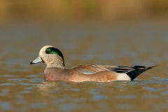 American Wigeon