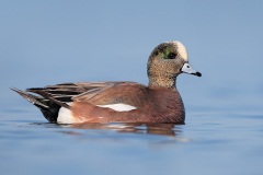 American Wigeon