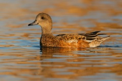 American Wigeon