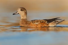 American Wigeon