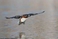 American Wigeon