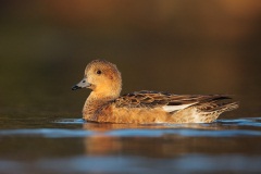 American Wigeon