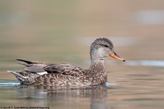 Gadwall