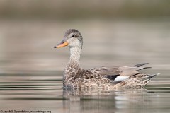 Gadwall