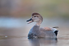 Gadwall