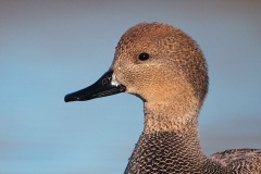 Gadwall