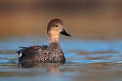 Gadwall