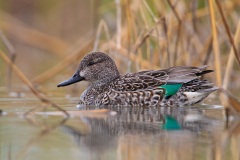 Green-winged Teal