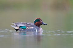 Green-winged Teal