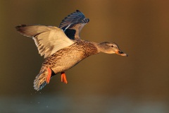 Mallard