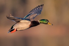 Mallard