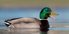 Mallard