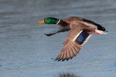 Mallard