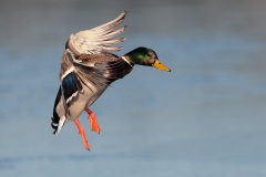 Mallard