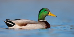 Mallard