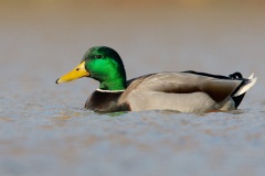 Mallard