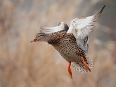 Mallard