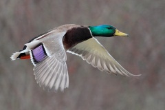 Mallard