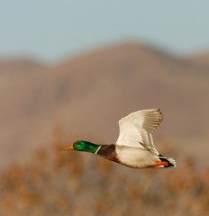 Mallard