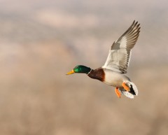 Mallard