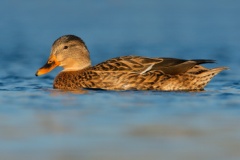 Mallard