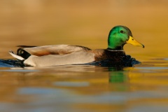 Mallard