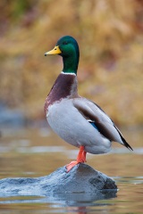 Mallard