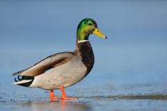 Mallard