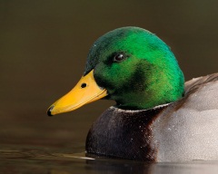 Mallard