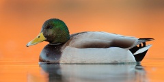 Mallard