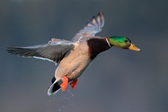 Mallard