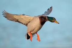 Mallard