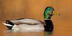 Mallard