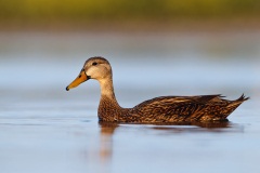 Mottled Duck