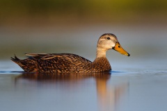 Mottled Duck