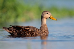 Mottled Duck