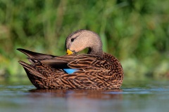 Mottled Duck