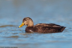 American Black Duck