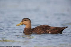 American Black Duck