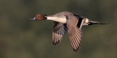 Northern Pintail