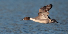 Northern Pintail