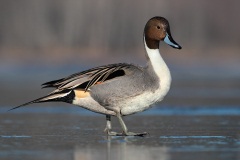 Northern Pintail