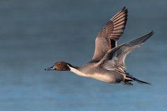 Northern Pintail