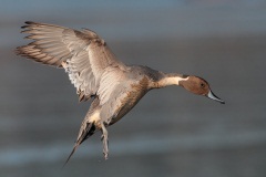 Northern Pintail